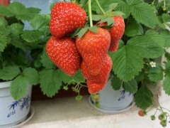 法兰地草莓苗多少钱一棵？