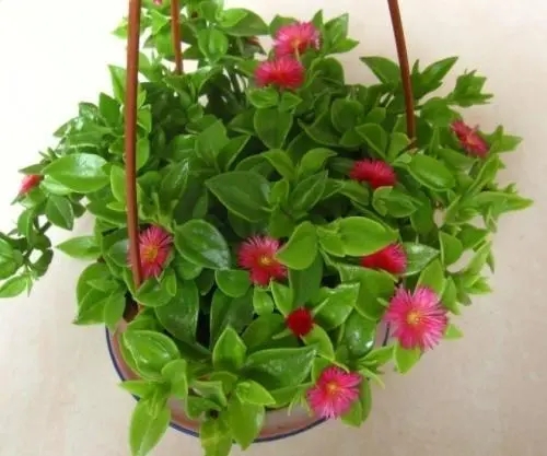u=2749499914,1036771231&fm=253&fmt=auto&app=138&f=JPEG.webp