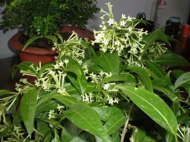 u=1615050095,323704391&fm=253&fmt=auto&app=138&f=JPEG.webp