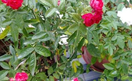 u=4170230679,2724583587&fm=253&fmt=auto&app=138&f=JPEG.webp