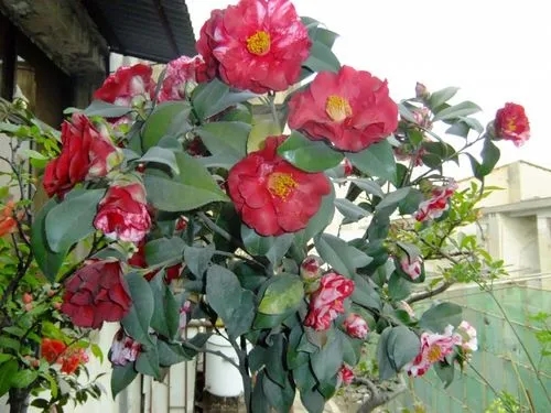 u=3560921348,2141136012&fm=253&fmt=auto&app=138&f=JPEG.webp