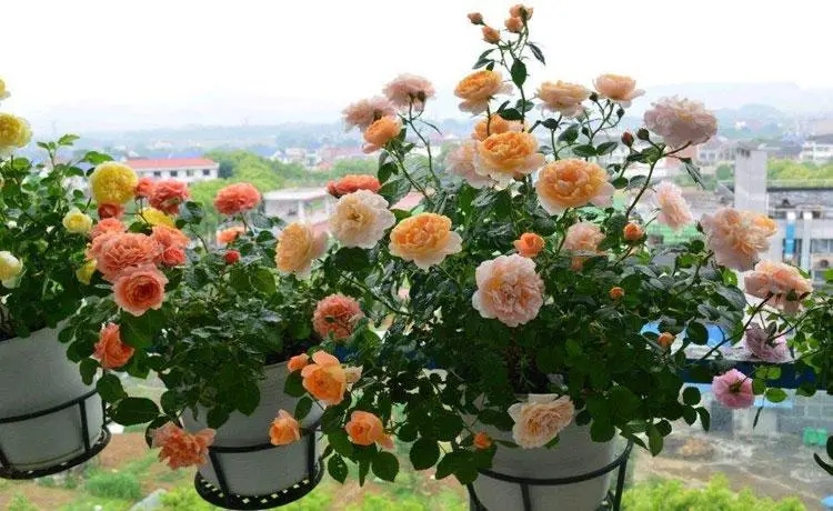 u=3855630392,993832051&fm=253&fmt=auto&app=138&f=JPEG.webp