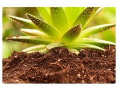 椰糠土是“养花万能土”？有什么特性？